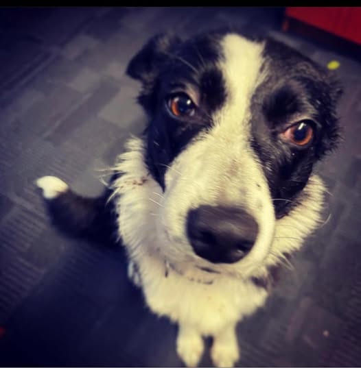 Jen from Mend My iPhone Repair - Market Weighton